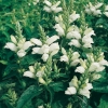 Chelone obliqua 'Alba'