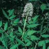 Actaea spicata fiori