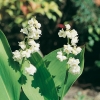 Convallaria majalis 'Flore Plena'