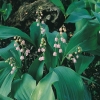 Convallaria majalis 'Rosea'