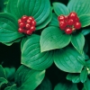 Cornus canadensis (dettaglio frutti)