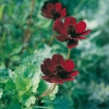 Cosmos atrosanguineus (dettaglio)