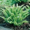 Asplenium scolopendrium 'Undulatum'