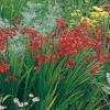 Crocosmia Ibridi 'James Coey'