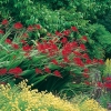 Crocosmia Ibridi 'Lucifer'