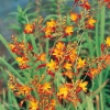 Crocosmia Ibridi 'Norwich Canary'