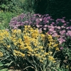 Crocosmia Ibridi 'Solfatare'