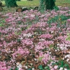 Cyclamen hederifolium