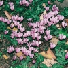Cyclamen hederifolium (dettaglio)