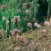 Darmera peltata (dettaglio)