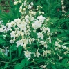 Delphinium 'Casa Blanca'