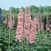 Delphinium Ibridi 'Astolat'