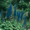 Delphinium Ibridi 'Black Knight'