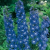 Delphinium Ibridi 'Blue Bird'