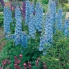 Delphinium Ibridi 'Blue Jay'