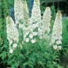 Delphinium Ibridi 'Galahad'