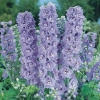 Delphinium Ibridi 'Guinevere'