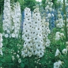 Delphinium Ibridi 'Percival'