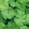 Alchemilla mollis dettaglio