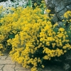 Alyssum saxatile