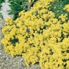 Alyssum saxatile 'Citrinum'