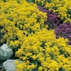 Alyssum saxatile 'Compactum'