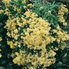 Alyssum saxatile 'Sulphureum'