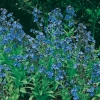 Anchusa azurea 'Loddon Royalist'