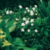 Anemone nemorosa 'Alba Plena'