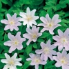 Anemone nemorosa 'Rosea' dettaglio