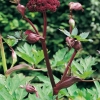 Angelica gigas dettaglio infiorescenza