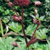 Angelica gigas dettaglio infiorescenza