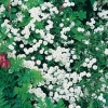 Achillea ptarmica 'Perry's White'