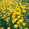 Anthemis 'Kelway's Variety'