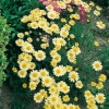 Anthemis 'E.C. Buxton'