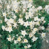Aquilegia chrysantha 'White Star'