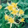 Aquilegia chrysantha 'Yellow Queen'