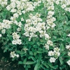 Arabis caucasica 'Plena' dettaglio fiori