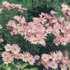 Arctanthemum arcticum 'Roseum'