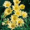 Argyranthemum frutescens giallo