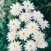 Argyranthemum frutescens bianco doppio