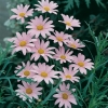 Argyranthemum frutescens rosa