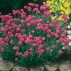 Armeria maritima 'Düsseldorfer Stolz'