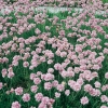 Armeria maritima 'Rosea'