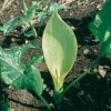 Arum italicum detaglio