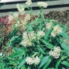 Asclepias incarnata 'Ice Ballet'