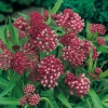 Asclepias incarnata