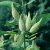 Asclepias syriaca dettaglio