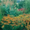 Asclepias tuberosa