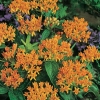 Asclepias tuberosa dettaglio